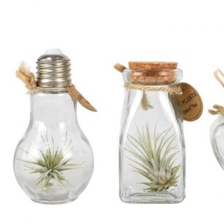 Plantophile Tillandsia Mini Bottle